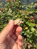 Albino Florida Snapping Turtle 2026