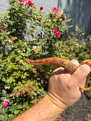 Red Salt Marsh Water Snake Adult Female