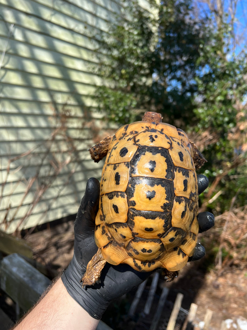 Libyan Greek Tortoise Adult Male