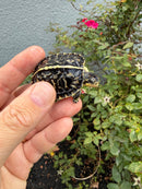 HI YELLOW Florida Box Turtle