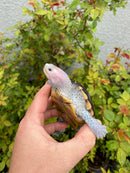 Ornate Diamondback Terrapin Male