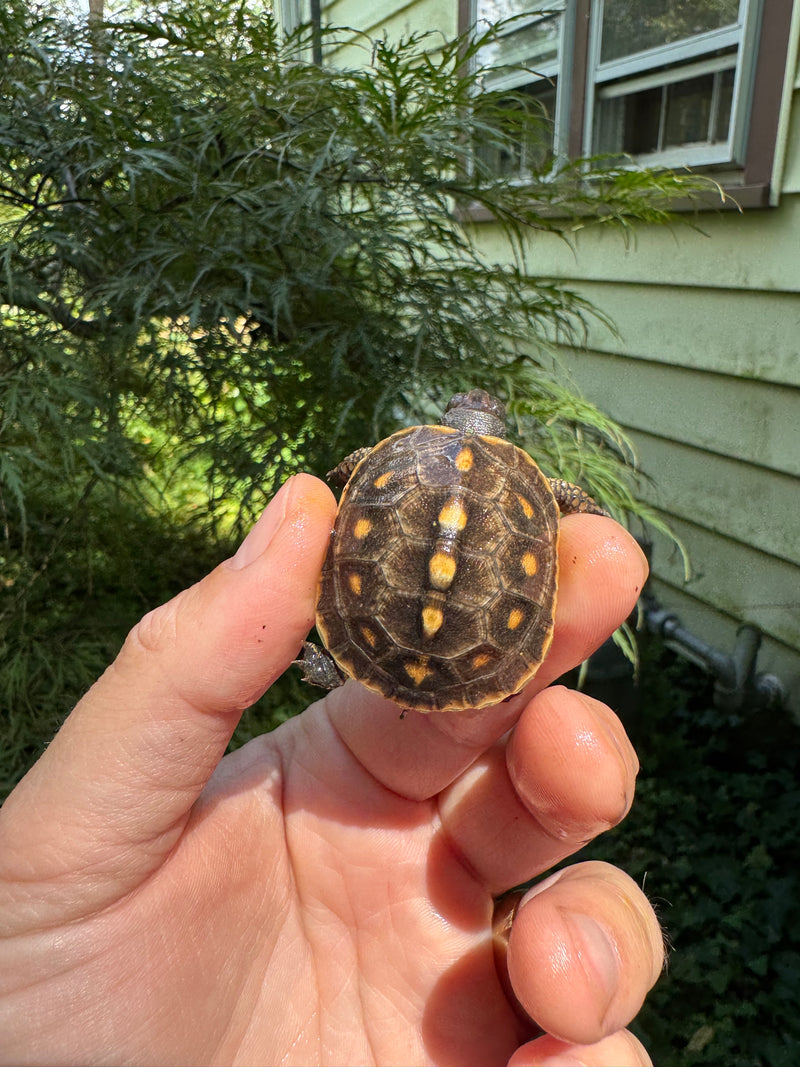 Hi Color Orange Baby Eastern Box Turtle