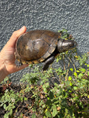 Franco-Italian Pond Turtle Adult Female
