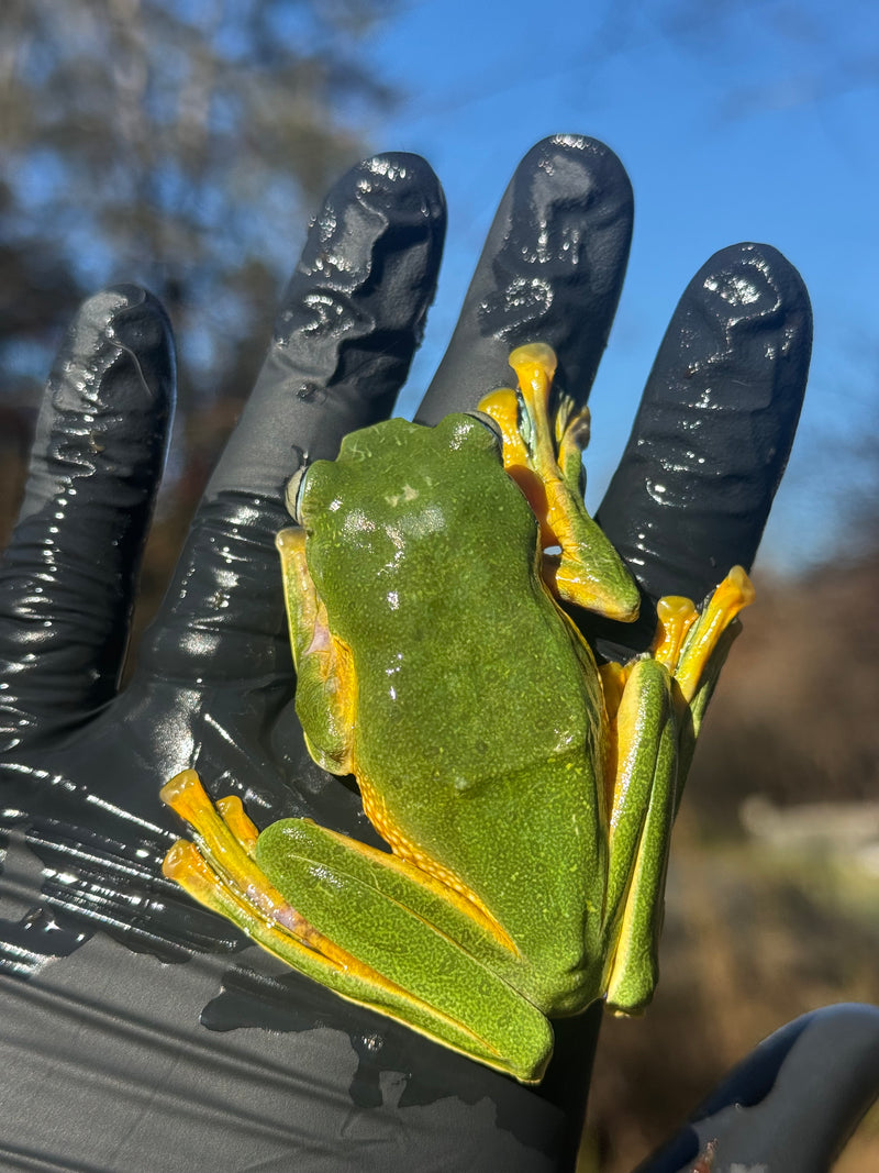 Black Webbed Flying Frog  (Rhacophorus rheinwardti)