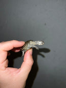 Hi White Concentric Diamondback Terrapin 2023