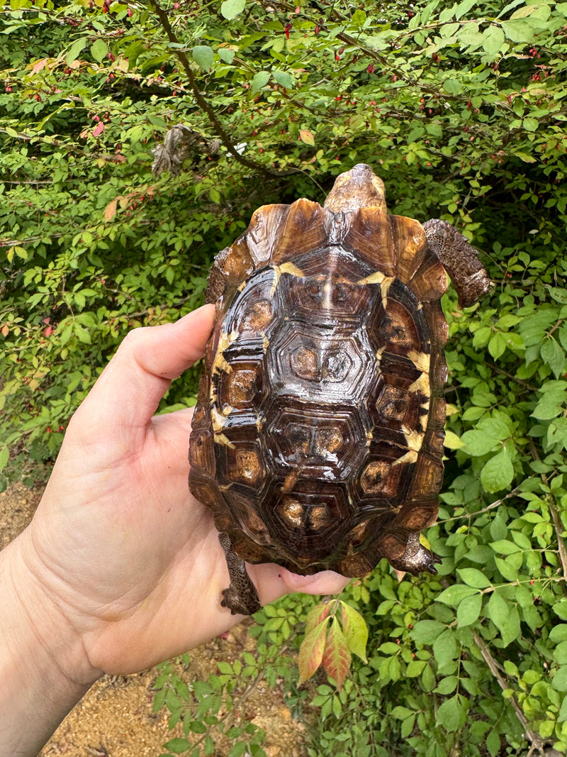 Homes Hinge-back Tortoise Female