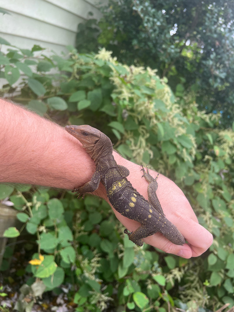 Spiny-neck Monitor