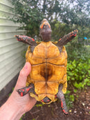 Barbados Red Foot Tortoise Pair