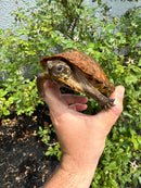 Flat Shell Turtle Juvenile Female 2025