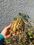 Eastern Hermann's Tortoise Adult Male