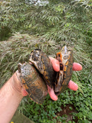 Stripe-necked Musk Turtle Adult Trio