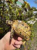 Libyan Greek Tortoise Adult Female
