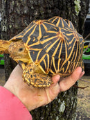 Indian Star Tortoise 2019