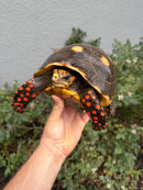 Red Foot Tortoise Adult Female