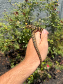 Salt Marsh Water Snake Adult Female
