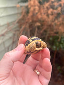 Sri Lankan Star Tortoise Female