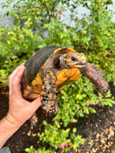 Red Foot Tortoise Adult Female