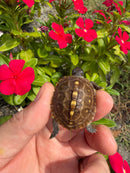 Hi Color Orange Baby Eastern Box Turtle