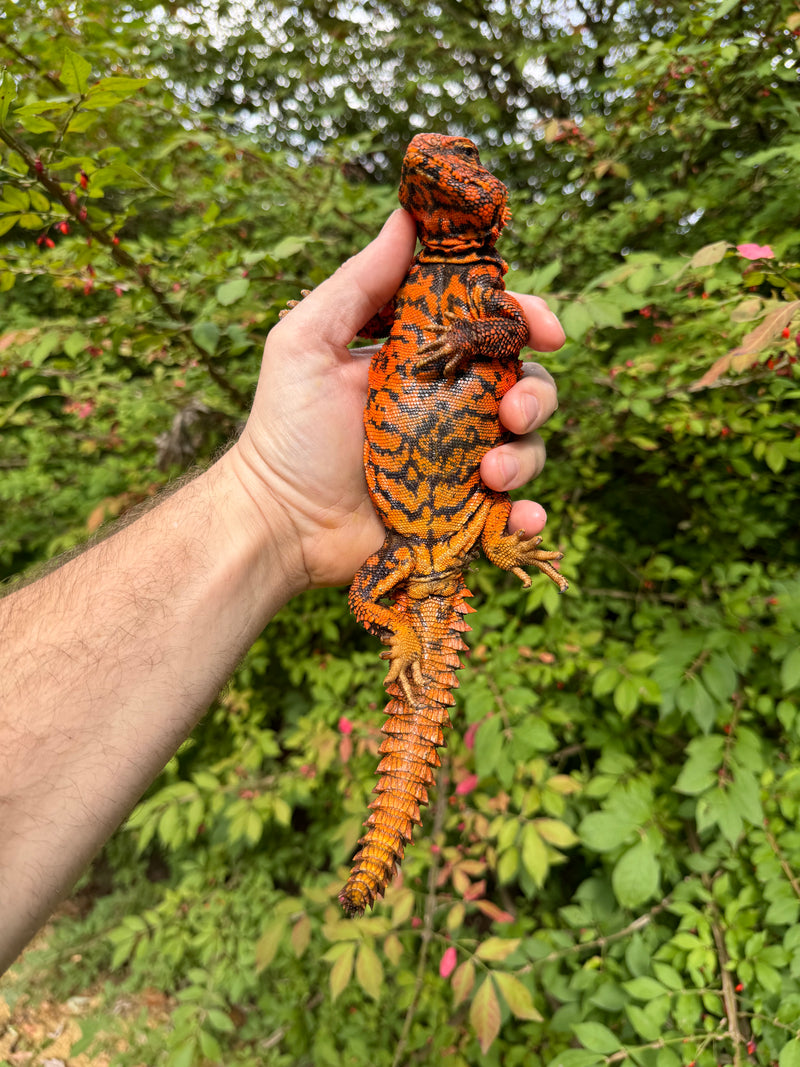 Super Red Niger Uromastyx Adult Pair