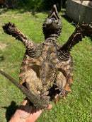 Alligator Snapping Turtle Sub Adult Female