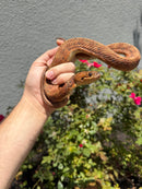 Red Salt Marsh Water Snake Adult Female