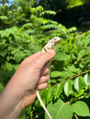 Snow Green Iguana 2024