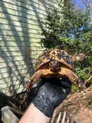 Libyan Greek Tortoise Adult Female