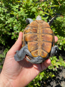Adult Northern Diamondback Terrapin Male