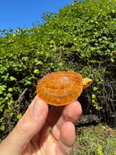 Bourret's Flowerback Box Turtle 2025