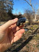 Spotted Turtle 2023 Female