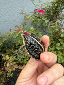 HI YELLOW Florida Box Turtle