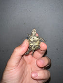 Concentric Diamondback Terrapin 2023 (Malaclemys terrapin)