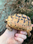 Jordanian Golden Greek Tortoise Female