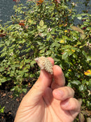 Albino Florida Snapping Turtle 2026