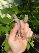Purple Iguana Babies (Iguana iguana)
