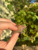 Keeled Box Turtle Baby