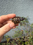 Hi Color Eastern Box Turtle Baby