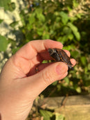 Keeled Box Turtle Baby