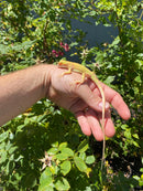 Crimson Red Albino Green Iguana 2026