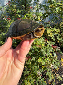 Scorpion Mud Turtle Adult Pair