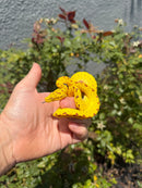 Biak Green Tree Python Yellow Neonate