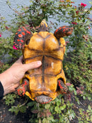 Red Foot Tortoise Adult Male