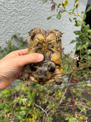 Mesopotamian Greek Tortoise Adult Male