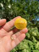 Albino Yellow Bellied Slider Turtle Female