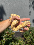 Banana Ball Python Mixed Morph Female