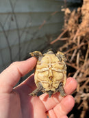 Leopard Tortoise 2024