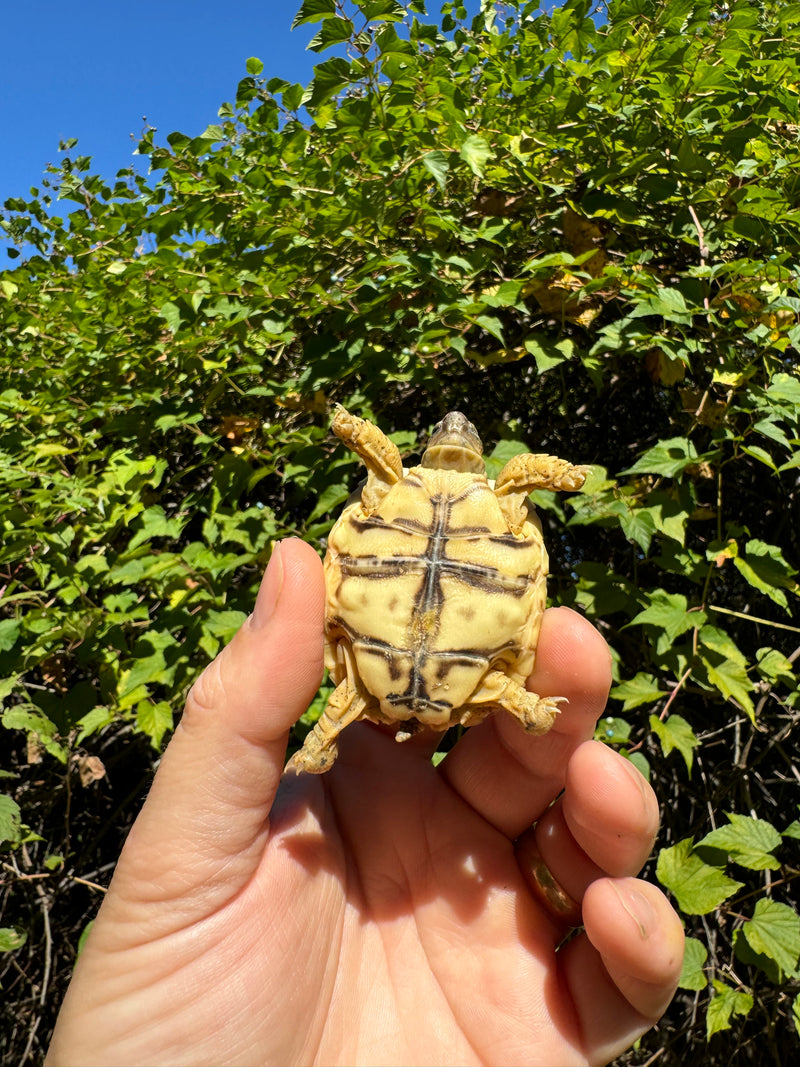 Leopard Tortoise 2024