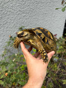 Mesopotamian Greek Tortoise Adult Female