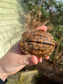 Golden Coin Box Turtle 2023