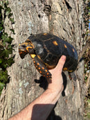 Barbados Red Foot Tortoise Adult Pair